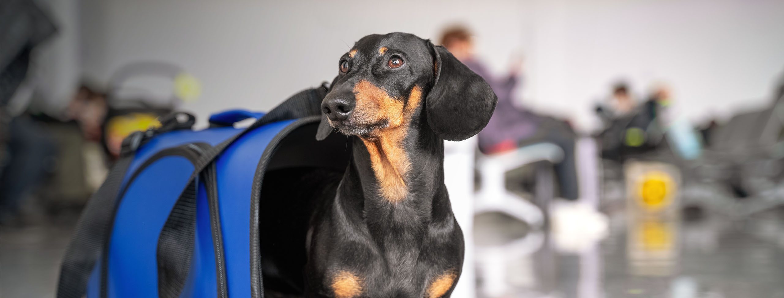 Accommodating Furry Hotel Guests â€“ Just a Passing Phase?